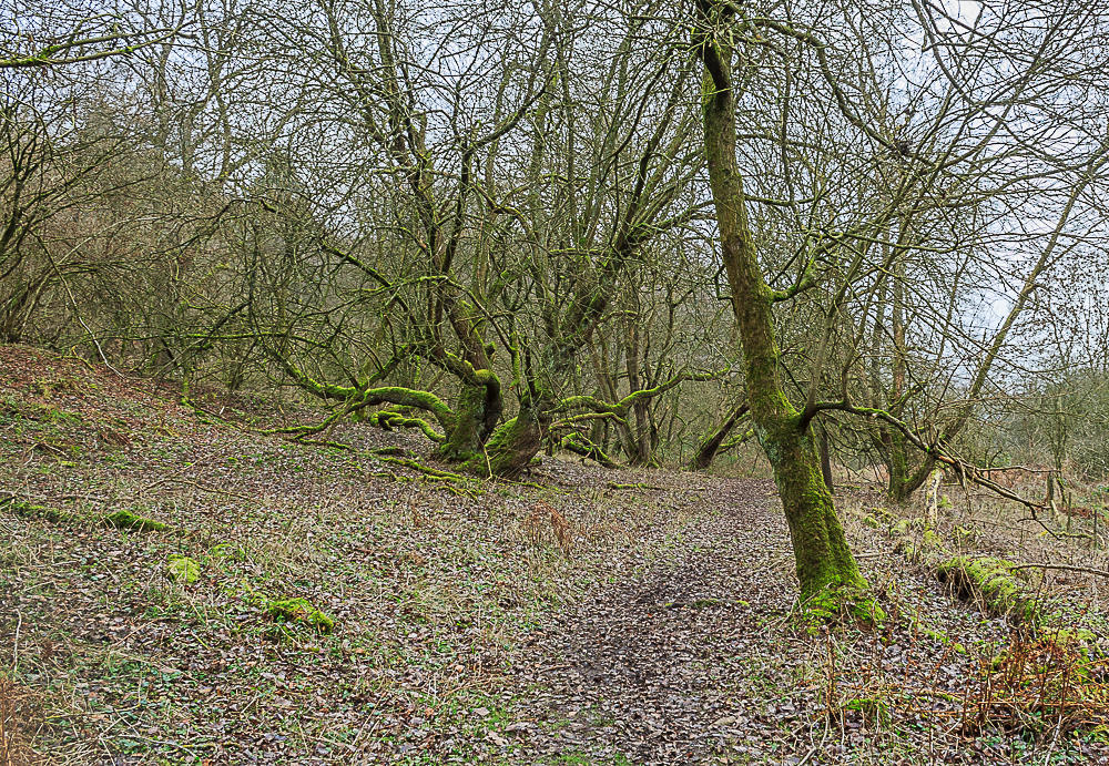 Clough Wood Clough Wood